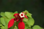 Mussaenda erythrophylla in China