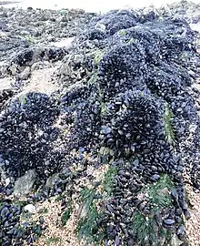 picture of clumped mussels borrowed from mussels