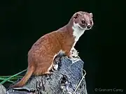 weasel