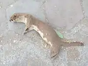 Brown and white mustelid lying on stones