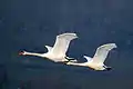 Mute swans