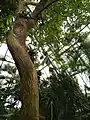 A camphor tree in the tropical section.