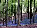 Muziekbos bluebell woods