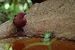 African firefinch