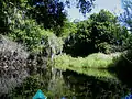 Kayaking on the Myakka River