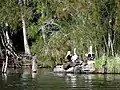 Local fauna at Myall Lakes National Park