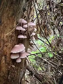 Mycena clarkeana growing on tree fuchsia