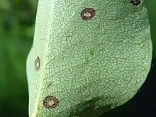 "Mycosphaerella pyri" found on underside of leaf of "Pyrus communis" in Trzciana, Lesser Poland Voivodeship, Poland