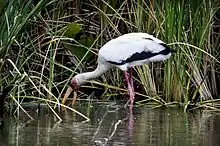 white stork