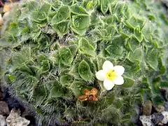 Myosotis pulvinaris