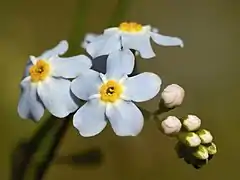 Myosotis scorpioides