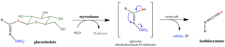 mechanism of glucosinolate hydrolysis by myrosinase