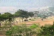 Garden from the terrace of the Lalitha Mahal Palace