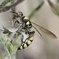 Female M. frontalis