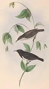 Illustration of a brown female and black male on a plant