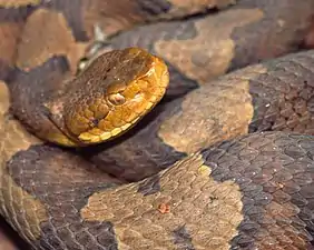 Eastern copperhead (Agkistrodon contortrix) Westchester County, New York (May 2002). Northern populations, typically darker, were previously classified as A. c. mokasen.