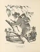 The Koala, or Native Bear,Phascolarctos cinereus,illustration by Harriet Morgan,from Krefft's The Mammals of Australia (1871f).