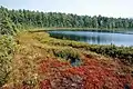 Heath Pond Bog, New Hampshire