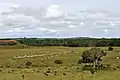 Tropical savanna climate in Los Llanos