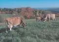 Jersey cattle grazing central Vermont, USA upland pasture