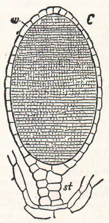 Here is a diagram of antheridium structure in a liverwort, which is representative of most antheridia structures throughout species. It is a thin cellular layer that encapsulates many sperm cells.