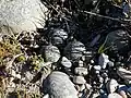 Double-banded plover eggs