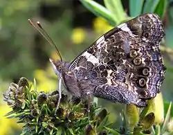 Folded camouflaged wings