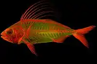 Red alizarin stained juvenile Roosterfish (Nematistius pectoralis) lit by fluorescent light.