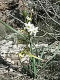 Flowers of Narcissus dubius