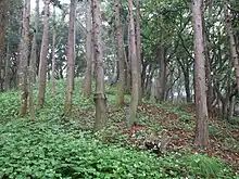 Nagae-Sakurayama Kofun Cluster