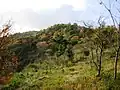 A view in the middle of Mount Nagamine (11/2008)