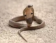 A juvenile Indian cobra, perhaps India's most recognized snake. This species is a member of the Big Four, a group of snakes traditionally held responsible for the majority of fatalities on the Indian subcontinent.