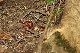 N. aculatum hiding in its burrow