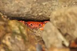 N. hongkongense hidden in crevice