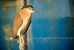 Adult at Fremantle Harbour