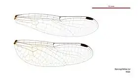 Photo of male wings