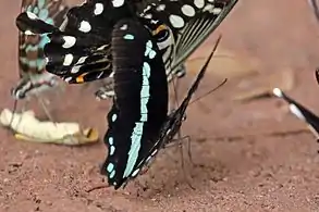 P. n. nireus dorsal sideBobiri Forest, Ghana