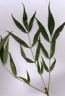 Leaves of subsp. oxycarpa