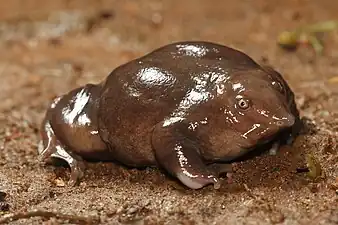 Lateral view