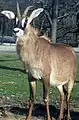 Roan antelope