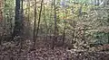 Autumn scene from a natural beech wood habitat in the forests.