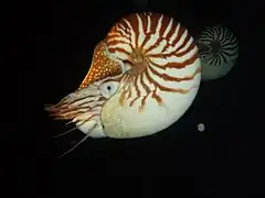 Nautilus macromphalus