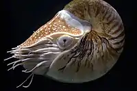 A big nautilus