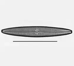 Navicula tripunctatatype species      scale= 50 µm