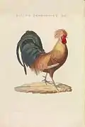 Gallus domesticus mas. (Rooster), print 240