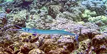 A needlefish being cleaned by L. phthirophagus