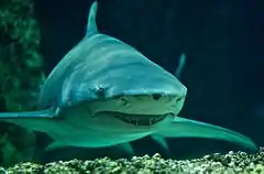 Captive sicklefin lemon shark at Sidney Aquarium