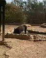 Boars at NegevZoo