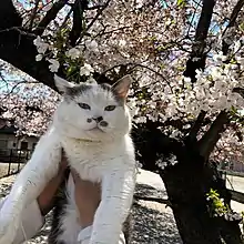 This photo shows a cat with a cherry blossom tree in the background during the spring season in Fujioka.