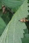 Male with its long filiform antennae